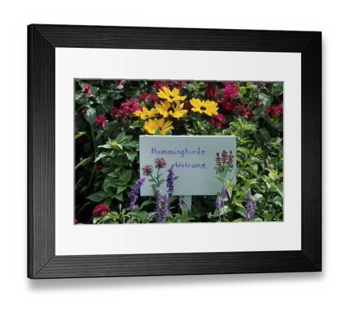 Framed Print : Hummingbirds Welcome sign in hummingbird garden, Marion Co. IL