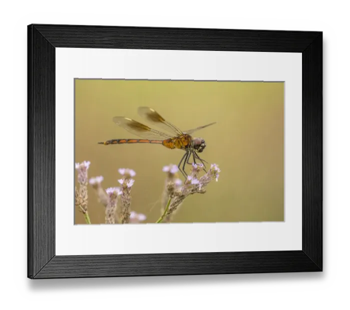 Framed Print : USA, Louisiana, Millers Lake. Dragonfly on flower Framed Print : USA, Louisiana, Millers Lake. Dragonfly on flower