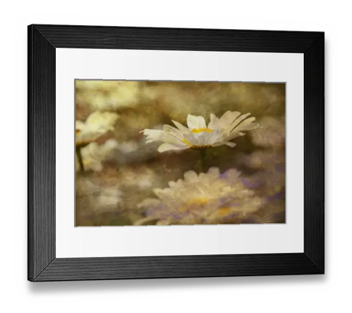 Framed Print : Composite image of Oxeye Daisy and texture, Louisville, Kentucky