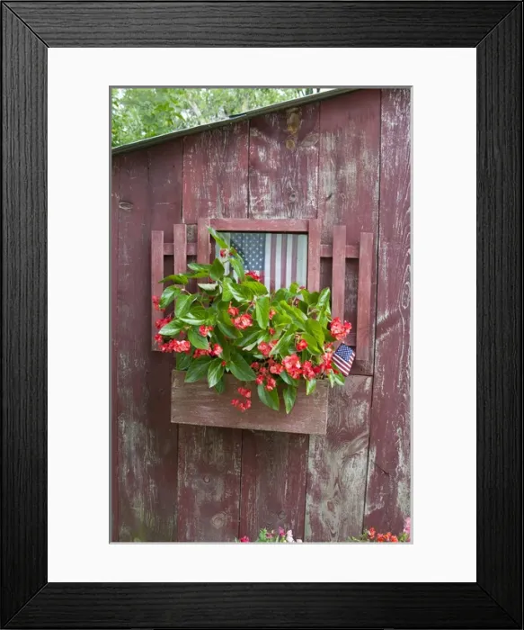 Framed Print : Window Box planter with Red Dragon Wing Begonias (Begonia x hybrida) and American