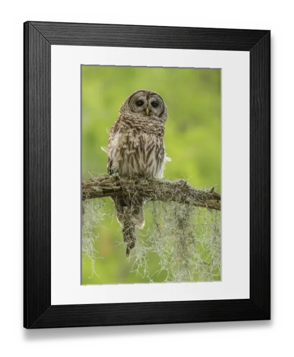 Framed Print : USA, Louisiana. Barred owl on tree limb. Credit as: Cathy & Gordon Illg / Jaynes Framed Print : USA, Louisiana. Barred owl on tree limb. Credit as: Cathy & Gordon Illg / Jaynes