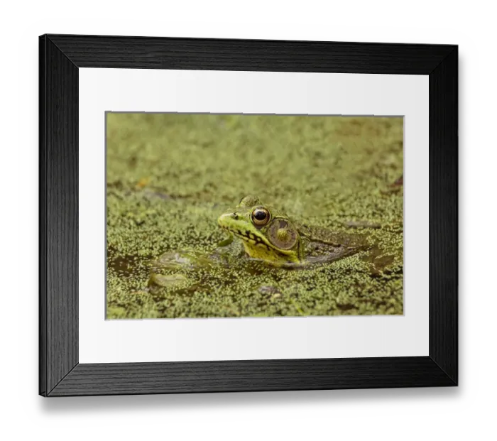 Framed Print : Southern Leopard Frog, Rana sphenocephala, Kentucky Framed Print : Southern Leopard Frog, Rana sphenocephala, Kentucky