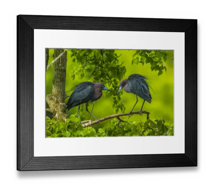 Framed Print : USA, Louisiana, Jefferson Island. Little blue heron courtship behavior. Credit as Framed Print : USA, Louisiana, Jefferson Island. Little blue heron courtship behavior. Credit as