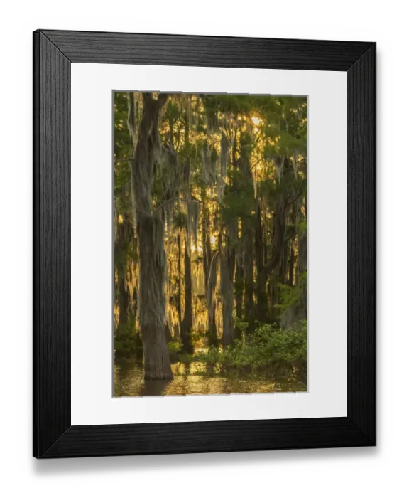 Framed Print : USA, Louisiana, Atchafalaya Basin. Cypress trees with Spanish moss