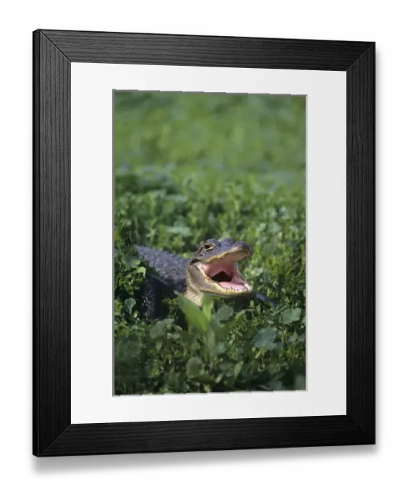 Framed Print : USA, Louisiana, Sabine National Wildlife Refuge Framed Print : USA, Louisiana, Sabine National Wildlife Refuge