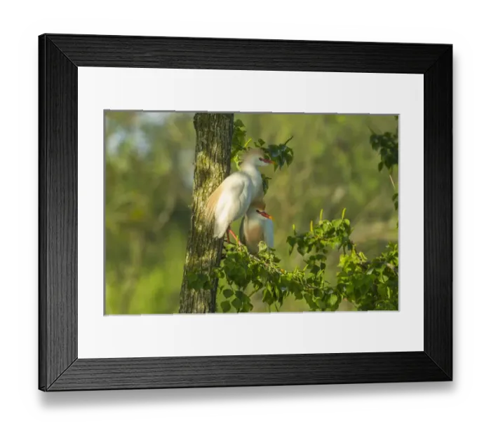Framed Print : USA, Louisiana, Jefferson Island. Cattle egret pair in tree Framed Print : USA, Louisiana, Jefferson Island. Cattle egret pair in tree