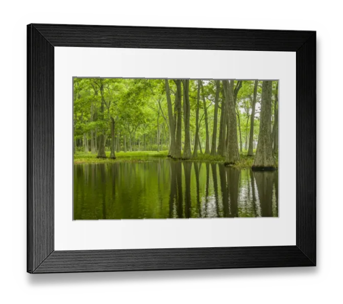 Framed Print : USA, Louisiana, Millers Lake. Tupelo trees in swamp Framed Print : USA, Louisiana, Millers Lake. Tupelo trees in swamp