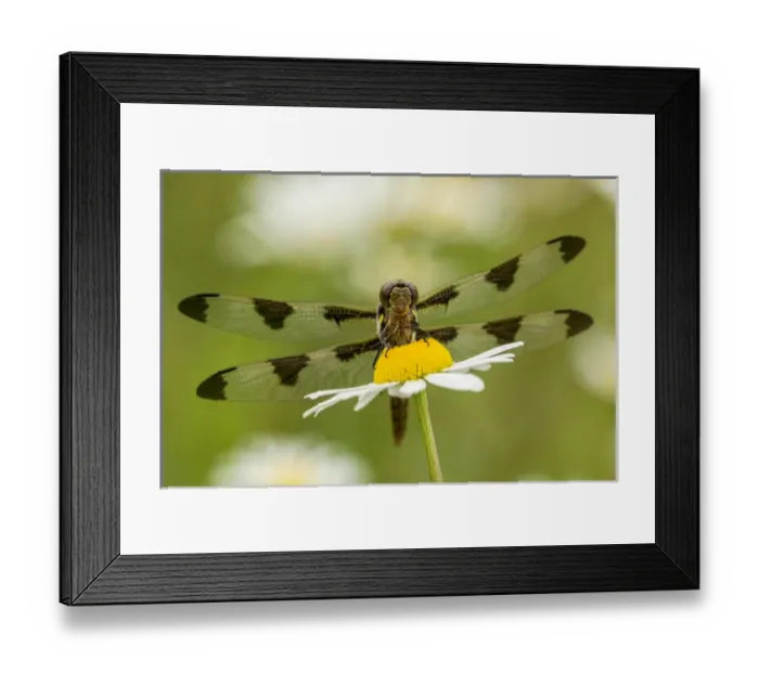 Framed Print : Female Blue Dasher dragonfly on daisy, Pachydiplax longipennis, Kentucky Framed Print : Female Blue Dasher dragonfly on daisy, Pachydiplax longipennis, Kentucky