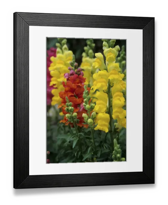 Framed Print : Snapdragons (Antirrhinum majus) Marion Co. IL Framed Print : Snapdragons (Antirrhinum majus) Marion Co. IL