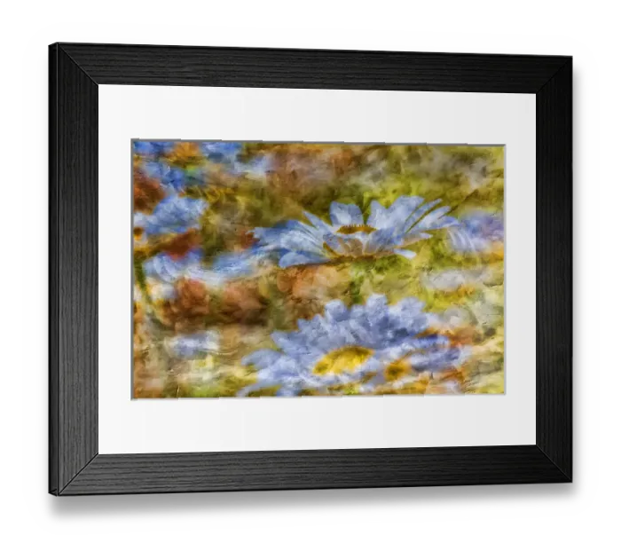 Framed Print : Composite image of Oxeye Daisy and texture, Louisville, Kentucky