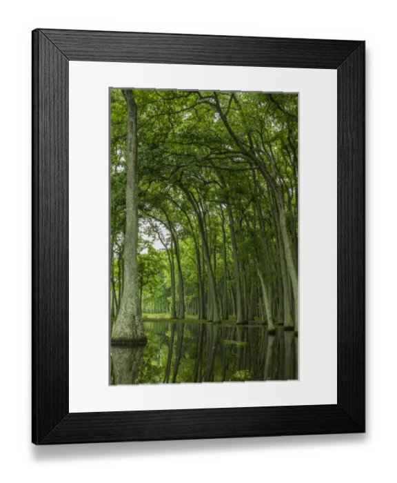 Framed Print : USA, Louisiana, Millers Lake. Tupelo trees reflect in lake Framed Print : USA, Louisiana, Millers Lake. Tupelo trees reflect in lake
