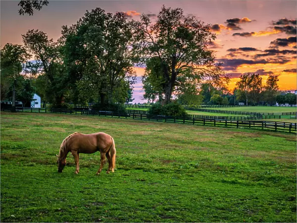 USA, Lexington, Kentucky. Lone horse at sunset, Darby Dan Farm