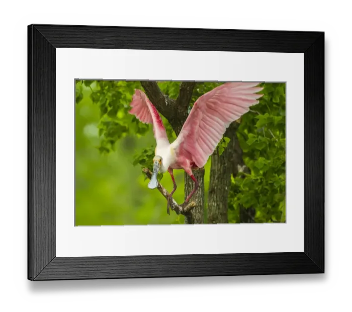 Framed Print : USA, Louisiana, Jefferson Island. Roseate spoonbill on limb Framed Print : USA, Louisiana, Jefferson Island. Roseate spoonbill on limb
