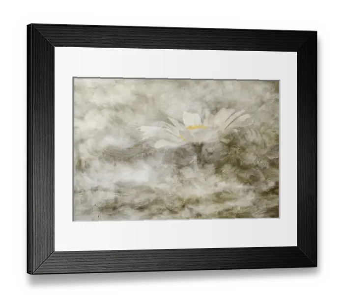 Framed Print : Composite image of Oxeye Daisy and texture, Louisville, Kentucky, Leucanthemum vulgare Framed Print : Composite image of Oxeye Daisy and texture, Louisville, Kentucky, Leucanthemum vulgare