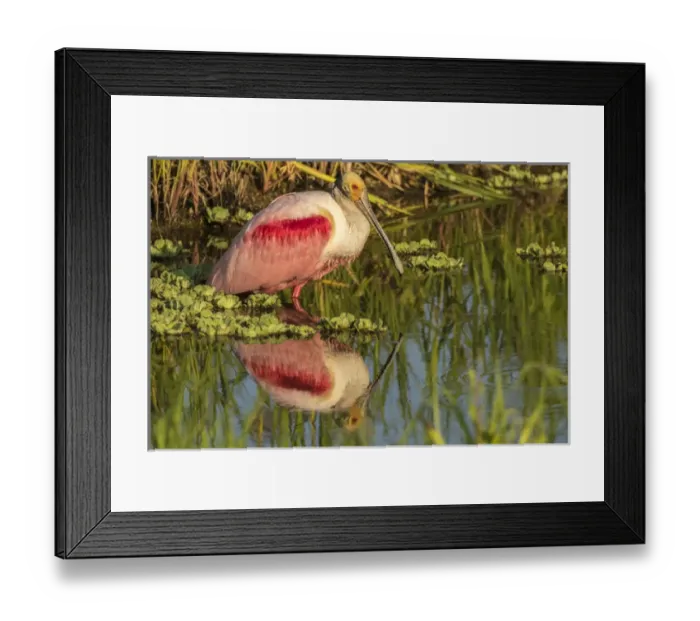 Framed Print : USA, Louisiana, Jefferson Island. Roseate spoonbill reflecting in water. Credit as Framed Print : USA, Louisiana, Jefferson Island. Roseate spoonbill reflecting in water. Credit as