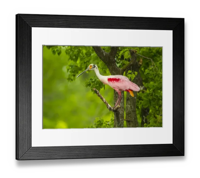 Framed Print : USA, Louisiana, Jefferson Island. Roseate spoonbill on limb Framed Print : USA, Louisiana, Jefferson Island. Roseate spoonbill on limb