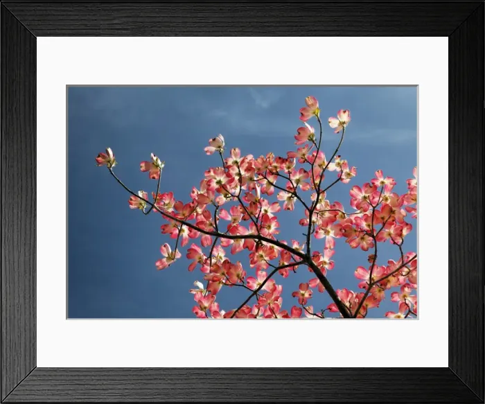 Framed Print : Low angle view upward of pink dogwood tree against blue sky, Lexington, Kentucky Framed Print : Low angle view upward of pink dogwood tree against blue sky, Lexington, Kentucky
