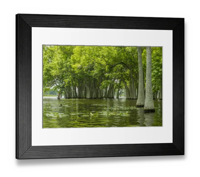 Framed Print : USA, Louisiana, Millers Lake. Tupelo trees reflect in lake