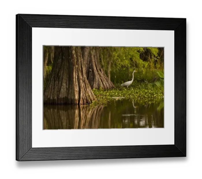 Framed Print : USA, Louisiana, Lake Martin. Bald cypress and great egret in swamp
