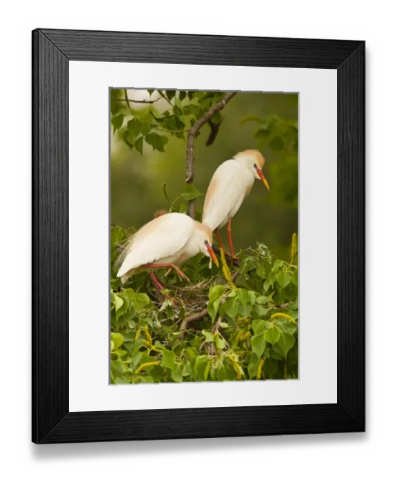 Framed Print : USA, Louisiana, Jefferson Island. Cattle egrets nest building Framed Print : USA, Louisiana, Jefferson Island. Cattle egrets nest building