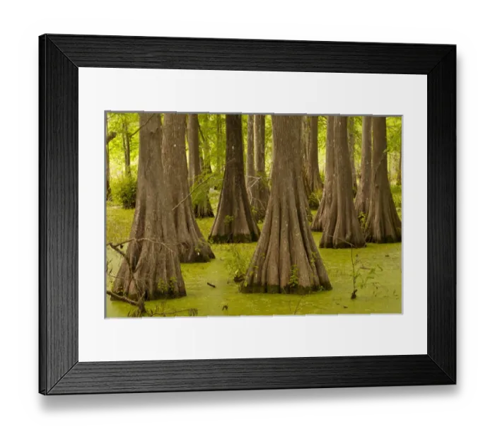 Framed Print : USA, Louisiana, Lake Martin. Bald cypress trees and duck weed