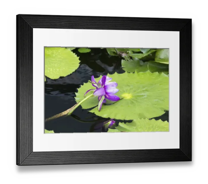 Framed Print : LA, New Orleans, New Orleans Botanical Garden, Lily Pond with tropical water lilies
