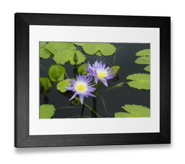 Framed Print : LA, New Orleans, New Orleans Botanical Garden, Lily Pond with tropical water lilies Framed Print : LA, New Orleans, New Orleans Botanical Garden, Lily Pond with tropical water lilies