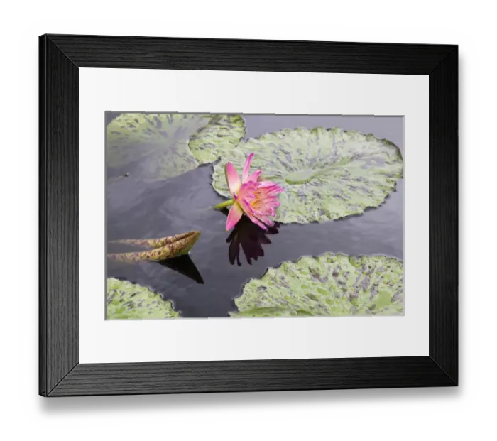 Framed Print : LA, New Orleans, New Orleans Botanical Garden, Lily Pond with tropical water lilies
