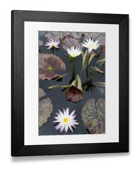 Framed Print : LA, New Orleans, New Orleans Botanical Garden, Lily Pond with tropical water lilies Framed Print : LA, New Orleans, New Orleans Botanical Garden, Lily Pond with tropical water lilies