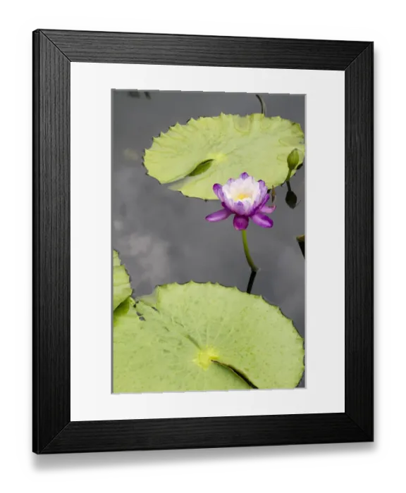 Framed Print : LA, New Orleans, New Orleans Botanical Garden, Lily Pond with tropical water lilies