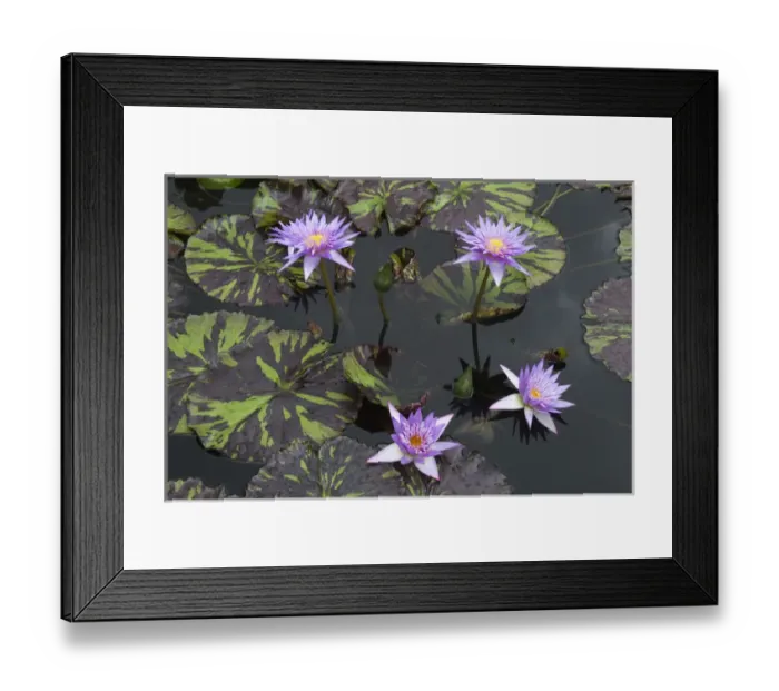 Framed Print : LA, New Orleans, New Orleans Botanical Garden, Lily Pond with tropical water lilies Framed Print : LA, New Orleans, New Orleans Botanical Garden, Lily Pond with tropical water lilies