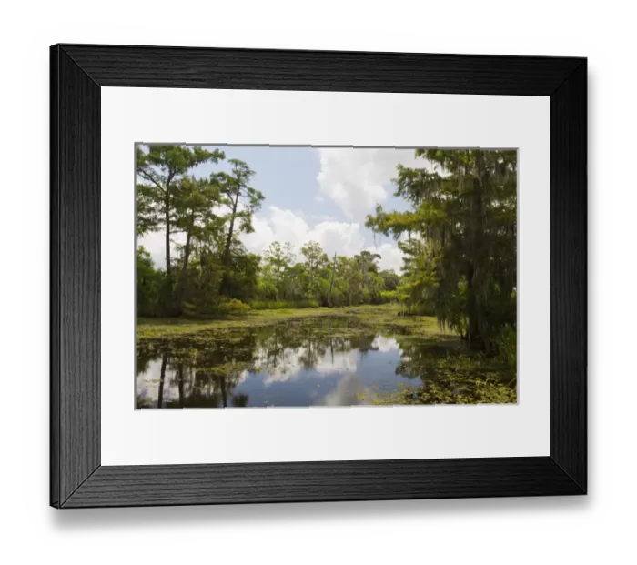 Framed Print : LA, Lafitte, Airboat swamp tour