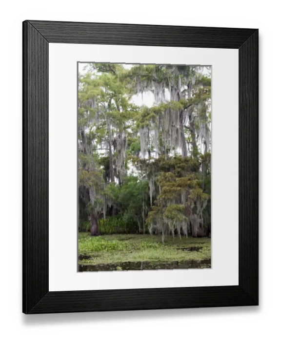 Framed Print : LA, Lafitte, Airboat swamp tour Framed Print : LA, Lafitte, Airboat swamp tour