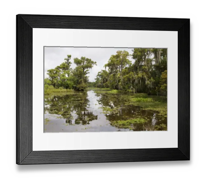 Framed Print : LA, Lafitte, Airboat swamp tour