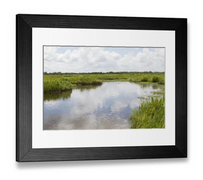 Framed Print : LA, Lafitte, Airboat swamp tour