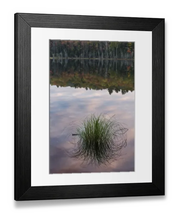 Framed Print : Tuft of grass and morning sky reflection, Irwin Lake, Hiawatha National Forest, Upper