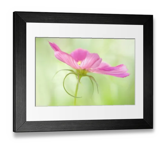 Framed Print : USA, Maine, Harpswell. Close-up of a pink cosmos Framed Print : USA, Maine, Harpswell. Close-up of a pink cosmos