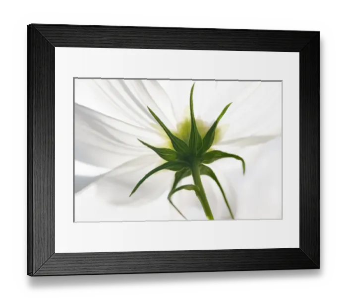 Framed Print : USA, Maine, Harpswell. The underside view of a white cosmos flower