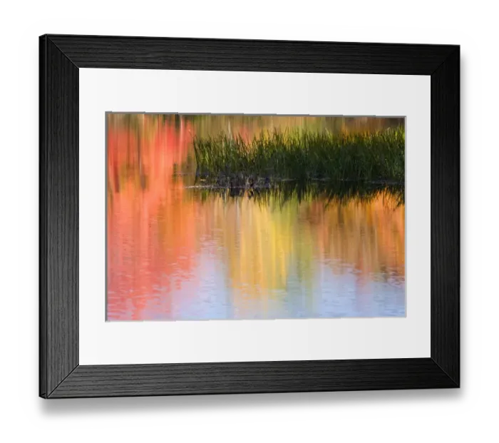 Framed Print : USA, Maine, South Paris. Grasses growing in water reflecting colorful autumn trees Framed Print : USA, Maine, South Paris. Grasses growing in water reflecting colorful autumn trees