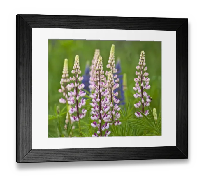 Framed Print : USA, Maine, Acadia National Park. Field of blooming lupine flowers and bee. Credit as