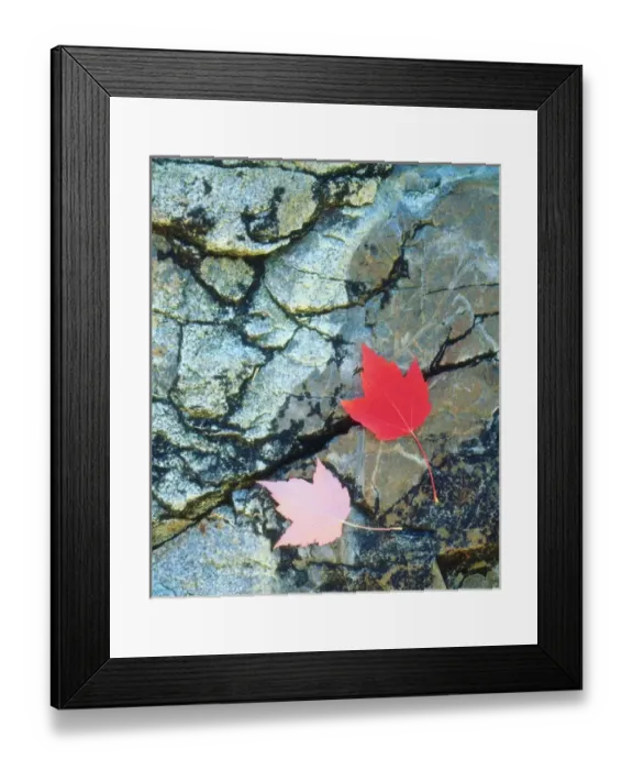 Framed Print : USA; Maine; A Maple leaf on a Rock Background