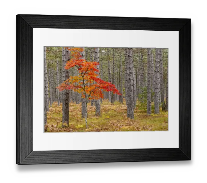 Framed Print : Maple Tree with autumn colors in pine forest, Upper Peninsula of Michigan Framed Print : Maple Tree with autumn colors in pine forest, Upper Peninsula of Michigan