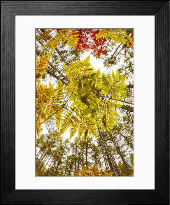 Framed Print : Forest floor view skyward beneath ferns, Hiawatha National Forest, Upper Peninsula Framed Print : Forest floor view skyward beneath ferns, Hiawatha National Forest, Upper Peninsula