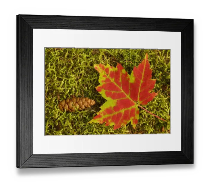 Framed Print : Close-up of maple leaf and pine cone on moss, Pictured Rocks National Lakeshore Framed Print : Close-up of maple leaf and pine cone on moss, Pictured Rocks National Lakeshore