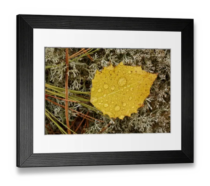 Framed Print : Birch leaf and pine needles on Reindeer Moss, Cladonia rangiferina, Pictured Rocks