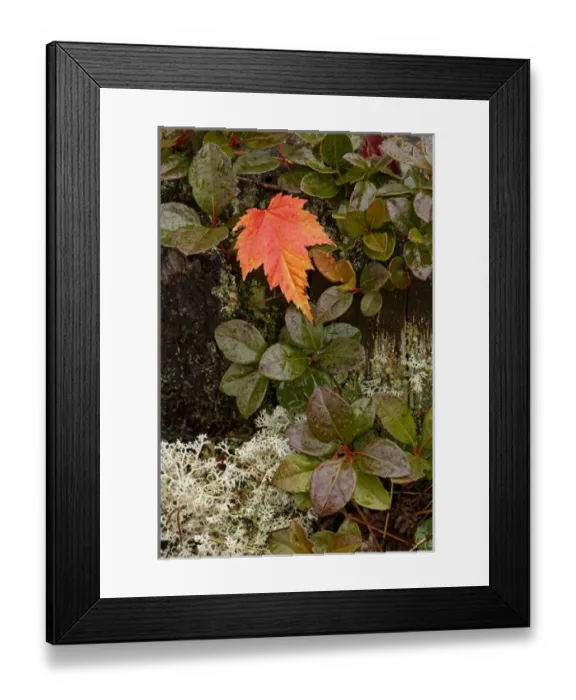 Framed Print : Autumn Maple leaf on blueberry foliage, Pictured Rocks National Lakeshore, Upper Framed Print : Autumn Maple leaf on blueberry foliage, Pictured Rocks National Lakeshore, Upper