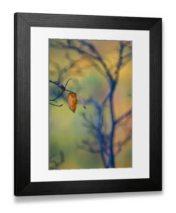 Framed Print : USA, Maine, Acadia National Park. Autumn leaves and tree abstract
