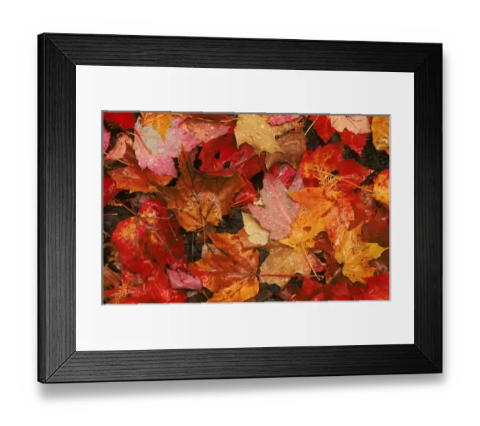 Framed Print : USA, Maine. Autumn maple leaves. Credit as: Marie Bush / Jaynes Gallery / DanitaDelimont Framed Print : USA, Maine. Autumn maple leaves. Credit as: Marie Bush / Jaynes Gallery / DanitaDelimont