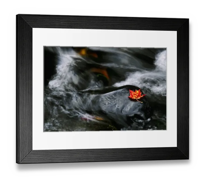 Framed Print : USA, Maine. Maple leaf on black rock in stream