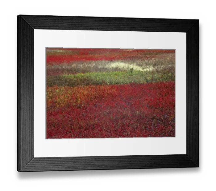 Framed Print : USA, Maine. Blueberry fields in autumn. Credit as: Nancy Rotenberg / Jaynes Gallery Framed Print : USA, Maine. Blueberry fields in autumn. Credit as: Nancy Rotenberg / Jaynes Gallery